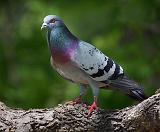 Pigeon In A Tree_48558